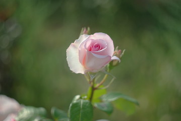 pink rose in the garden