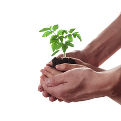 Fototapeta na wymiar Man and child holding soil with tomato seedling isolated on white. Family, gardening and environmental protection concept.