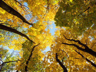 Bottom view of the tops of autumn trees