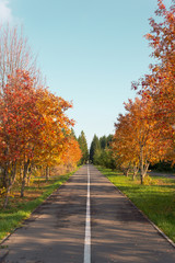 Fototapeta na wymiar Bicycle path in autumn park