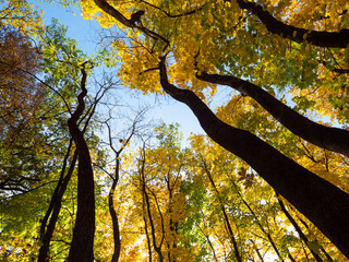 Bottom view of the tops of autumn trees