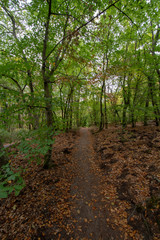 Path through Fontainebleau Forest - 229424359