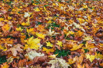 fallen yellow leaves in the park. Close up