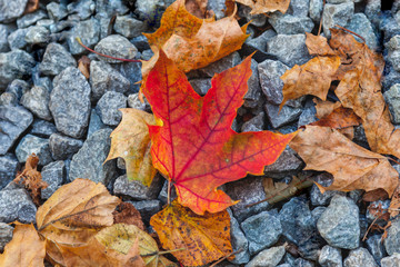 view of different autumn leaves