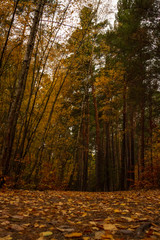Naklejka premium autumn forest path