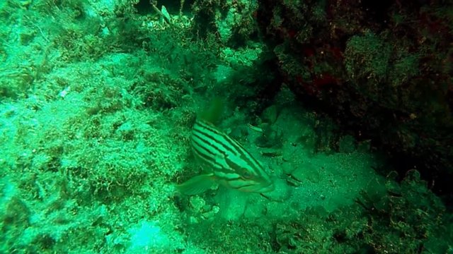 Epinephelus alexandrinus, Golden grouper in Gozo, imgar ix xhini