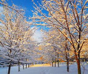 Trees and branches of trees after a snowfall in the snow. Winter snowy background in sunny day