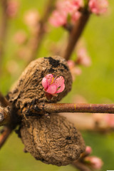 Peach blossom in April. Old and new harvest. Mummified fruit. Pink flowers of fruit tree.