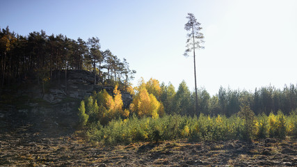 High pine near Zidovsky vrch hill in autumnal in czech Machuv kraj region on 13th october 2018 - obrazy, fototapety, plakaty