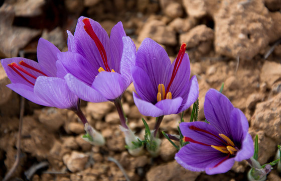 cuatro rosas del azafr&aacute;n en macro, estigma oro rojo