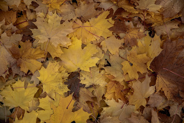 autumn leaves background