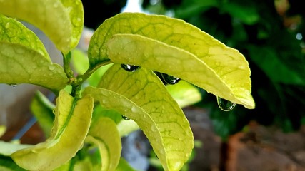 green leaf with water drops