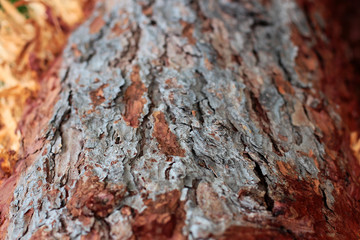 Fototapeta na wymiar tree bark selective focus close-up, Hrensko reserve, Czech Republic. autumn background.