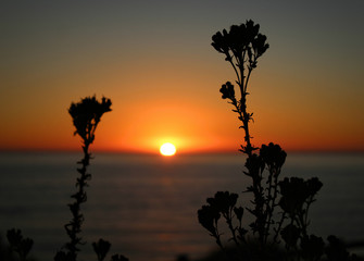 Wildflowers Silhouetted at Sunset on the Palos Verdes Peninsula, Los Angeles, California