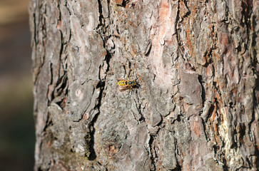 wasp on the tree