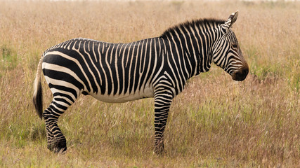 Fototapeta na wymiar Mountain zebra on the grass plains of the Mountain Zebra National Park near Cradock in South Africa
