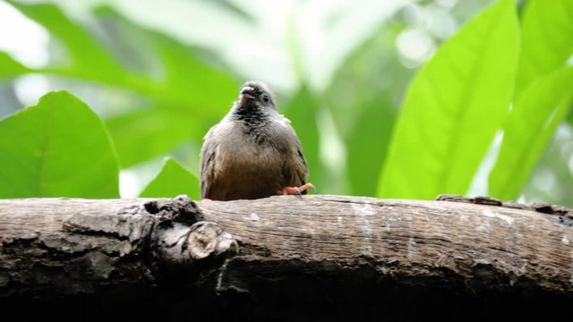 Close up shot of cute speckled mousebird looking down from branch