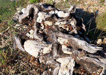 Old and broken wooden roots with stones in the rubble land