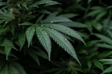 Medizinisches Marihuana Cannabis Blatt mit Wassertropfen auf den Blättern