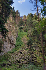 Trees of mixed forest in the mountains