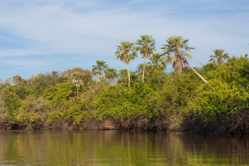 Fototapeta na wymiar Palm trees and jungle seen from the river