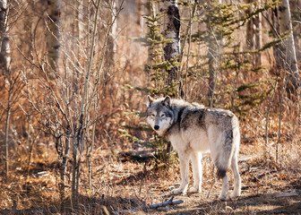 Wolfdog in the woods