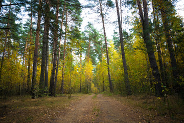 Beautiful autumn landscape. Road through the autumn mixed forest.