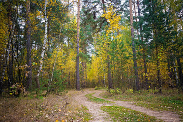Beautiful autumn landscape. Road through the autumn mixed forest.