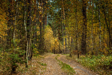 Beautiful autumn landscape. Road through the autumn mixed forest.