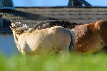 Horses on the farm in the summer.