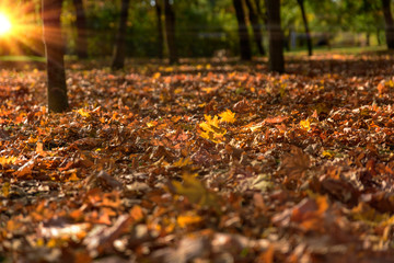 autumn forest in the rays of sunset