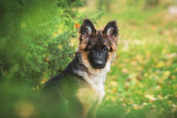 German shepherd puppy in autumn