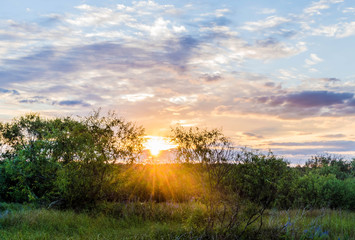 Colorful multicolored sunset sky against a background of green wildlife. Belarusian Polesie. Pripyat National Park
