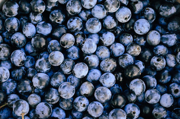 Blue sloe berries. Blue blackthorn berries