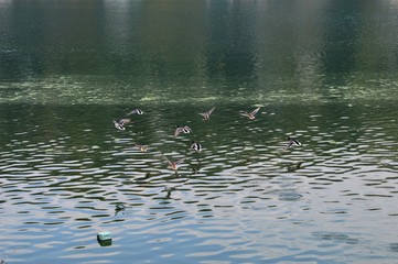 ducks on the river
