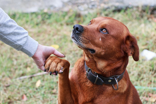 Brown adult dog giving his feet to a feamale hand