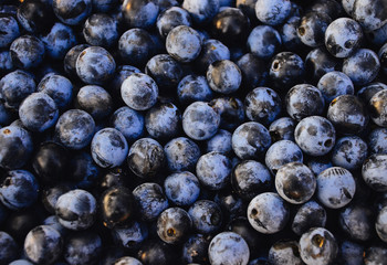 Blue sloe berries. Blue blackthorn berries