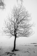 Lonely standing tree in winter in the early morning