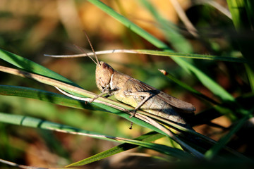 konik polny © Patrycja