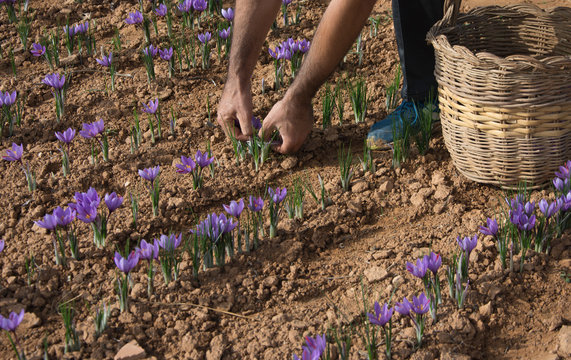 recolecta de la flor del azafrán o crocus sativus, agricultor con cesta