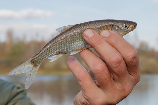 The common dace (Leuciscus leuciscus) in the hand of the fisherman