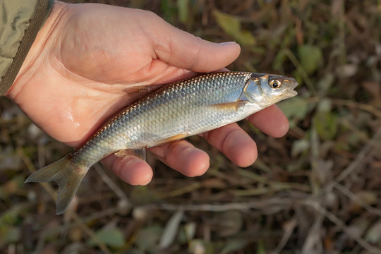 The common dace (Leuciscus leuciscus) in the hand of the fisherman on grass background