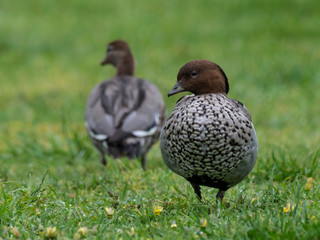 Maned Duck (Chenonetta jubata). Also know as a Wood Duck