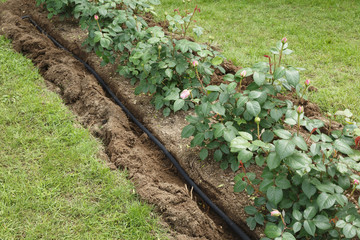 Water irrigation hose in flowerbed