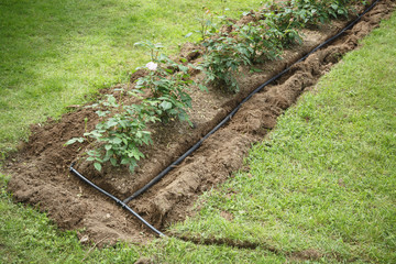 Water irrigation in flowerbed