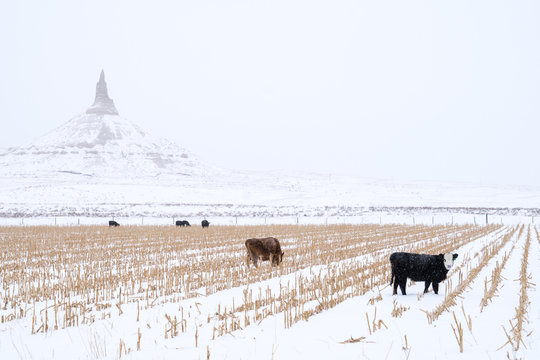 Cows grazing in front of Chimney Rock National Historic Site along the Oregon Trail in Bayard Nebraska during the winter