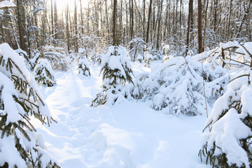 Winter forest, daytime, landscape, snow