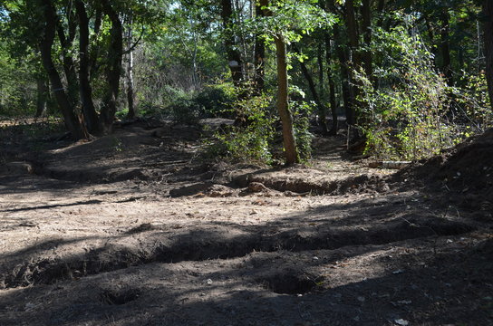 Kampf um den Hambacher Forst