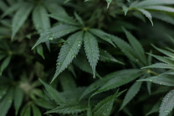 Fototapeta na wymiar Medizinisches Marihuana Cannabis Blatt mit Wassertropfen auf den Blättern