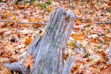 Herbstlicher Wald in Nuremberg Germany. Reichswald. Baumstumpf und Laub am Waldboden.